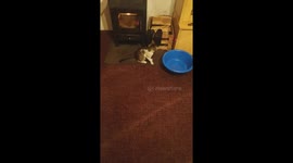 the cat confused by the light of the laser, funny