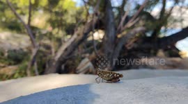 cricket on the beach