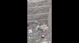 Leopard and dog fall into well in India during struggle and both have to be rescued