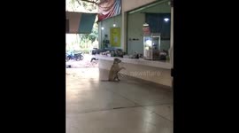 Stray Dog Orders Food From Canteen