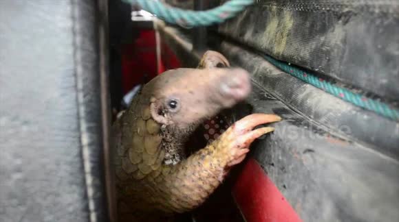 Coronavirus: Pangolins found to carry related strains, say scientists