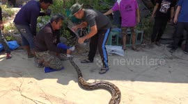Builder shocked after finding 14ft long python in digger bucket in Thailand