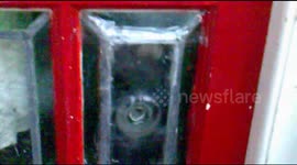 Cat trying to escape