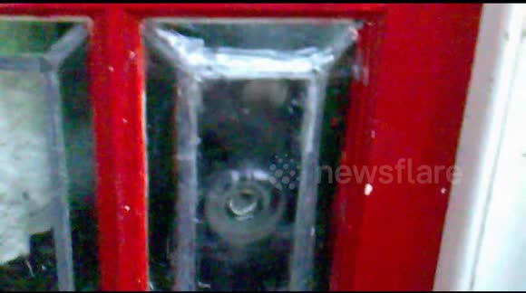 Cat trying to escape