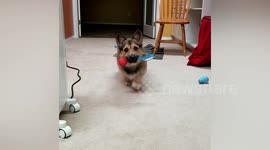 This footage shows a stealthy corgi puppy sneaking up on the camera - before performing the world's tiniest pounce