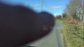 Wild Deer cross French road in the face of oncoming traffic