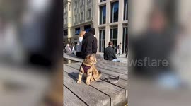 Adorable kitty spends her life touring Europe with her owner