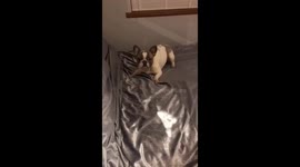 Crazy Frenchie Flips off the bed