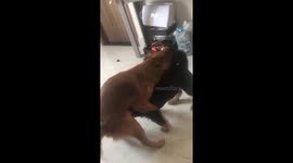 Gay male dogs get jiggy together