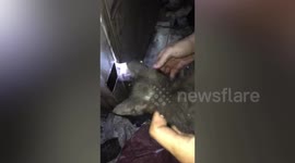 Kitten rescued after falling into metal pipe on building site in Thailand