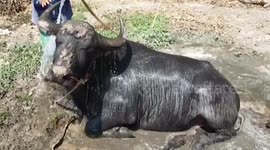 Buffalo Relaxes While Being Showered