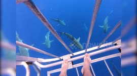 Don't look down! Sharks circle beneath man in observation cage