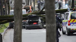 Fallen tree kills one person in Paris after strong winds