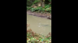 Dodge mega cab mudding