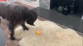 Dog Takes Orange, Doesn't Know What To Do With It.