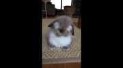 temp