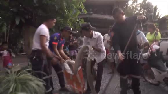 Huge king cobra caught after visiting pregnant Thai woman 