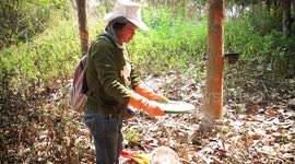 Thai farmers resort to collecting ant eggs to sell after land is ravaged by drought