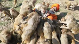 Monkeys swarm Indian man who organises daily feasts for the creatures