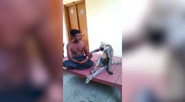 Needy monkey demands Indian man to scratch its back