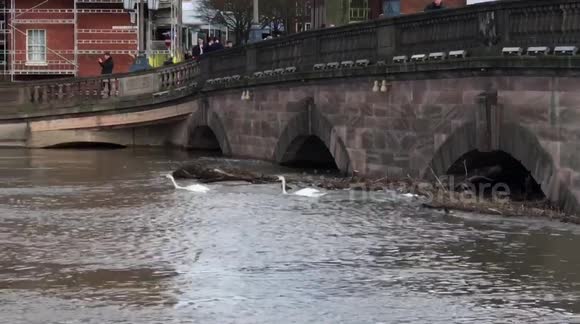 Swans Battle Strong River Flow at Worcester Bridge