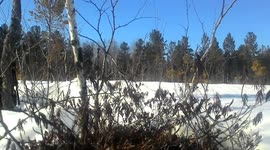 berries under snow after winter ( april in Siberia, present for bears)