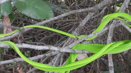 Four Whip Snakes In Mating Ball