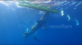 Giant whale shark seen 'playing' with passing tourists in Indonesia