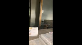 Dog runs into wall