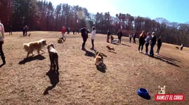 Boston Corgi Meetup with Hammy the Corgi - [February 2020]