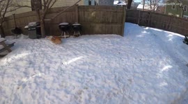 Hammy and Pratchett: Corgi winter snow backyard playtime