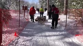 Rookie 2 year old Alaskan Malamute pulls 375 lbs