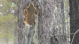 the soul of the tree ( resin flows to the ground from a wounded tree)