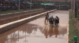 India's controversial Kambala race sees buffaloes sprint through watery trenches