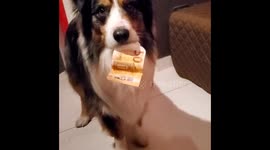 Dog flawlessly performs the tablecloth trick with two fifty Euro notes