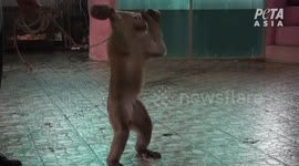 Shocking footage shows monkey forced to lift weights and do press-ups while training for tourist show