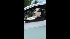 Adorable pitbull dog 'driving' car in traffic in North Dakota