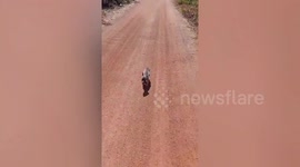 Motorcyclist Takes Abandoned Puppy Home In Basket
