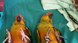 Parrots sleep on their backs next to each other