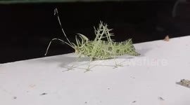 Lichen Katydid Walks On Window Ledge