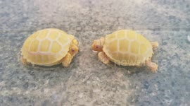 Two Albino Tortoises Have A Chat
