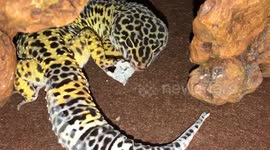 Gecko lizard EATS his own skin after shedding