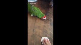 Parrot pretends to clean