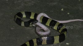 A stomach churning video has emerged from Odisha in India where a branded Krait was seen preying upon a chequered keelback snake.