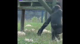 Monkeys Do The Funniest Things