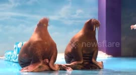 哈尔滨  两个海象跳神曲PPAP