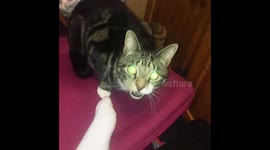 Funny Cat Compilation (1)