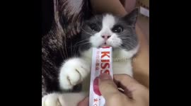 Funny Cat Compilation 2