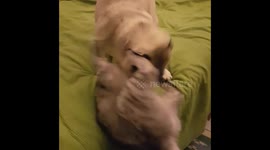 Cats Vs Dogs Compilation