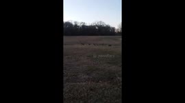 Pitbull Doesnt Seem To Phase Large Heard of Whitetail Deer